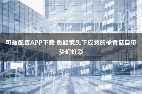 可盈配资APP下载 微距镜头下成熟的榆黄菇自带梦幻虹彩