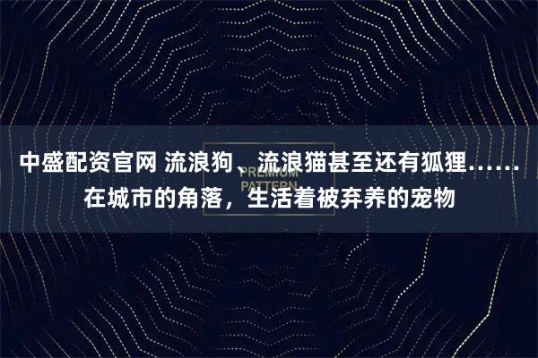 中盛配资官网 流浪狗、流浪猫甚至还有狐狸……在城市的角落，生活着被弃养的宠物